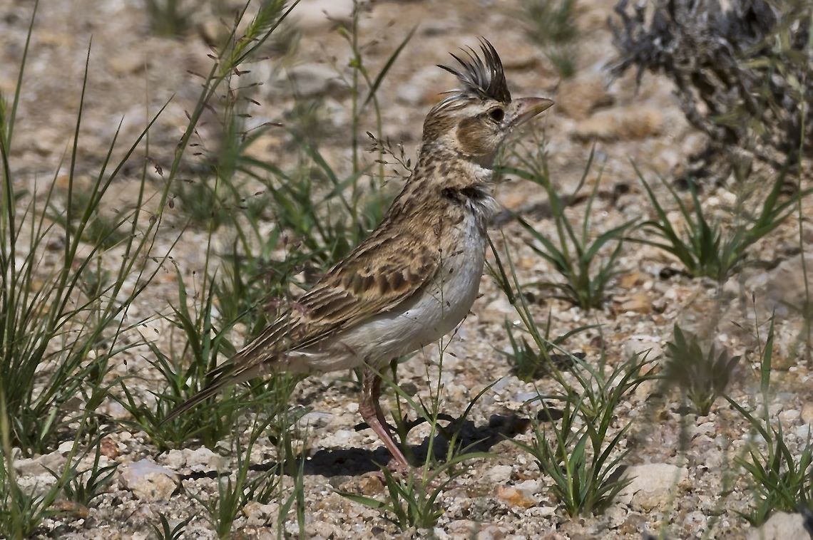 Stark's Lark  Fall,Geotagged,Namibia,Spizocorys starki,stark's lark