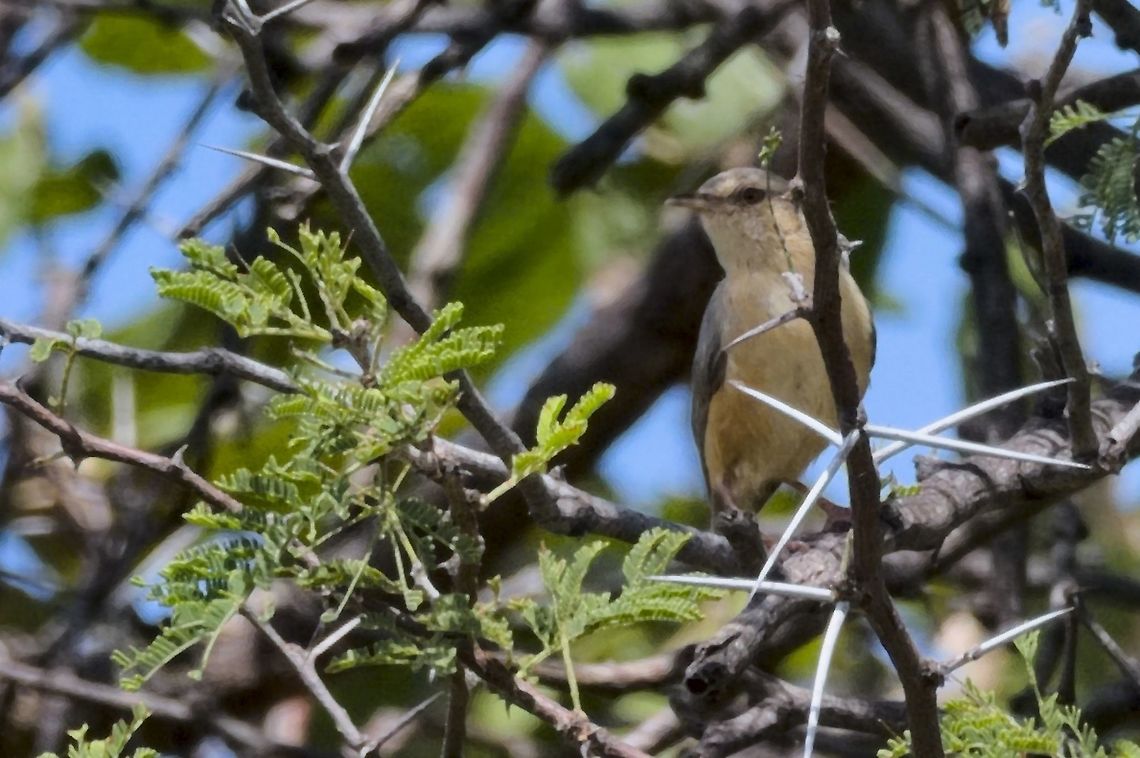 Long-billed Crombec  Fall,Geotagged,Long-billed crombec,Namibia,Sylvietta rufescens