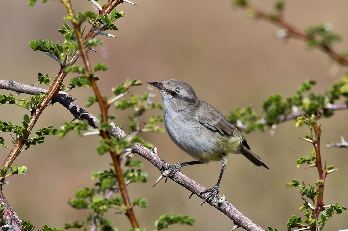Yellow-bellied Eremomela  Eremomela icteropygialis,Geotagged,Namibia,Summer,Yellow-bellied eremomela