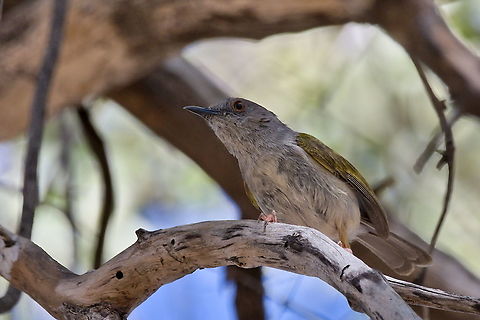 Grey-backed Camaroptera  Camaroptera brevicaudata,Fall,Geotagged,Grey-backed camaroptera,Namibia