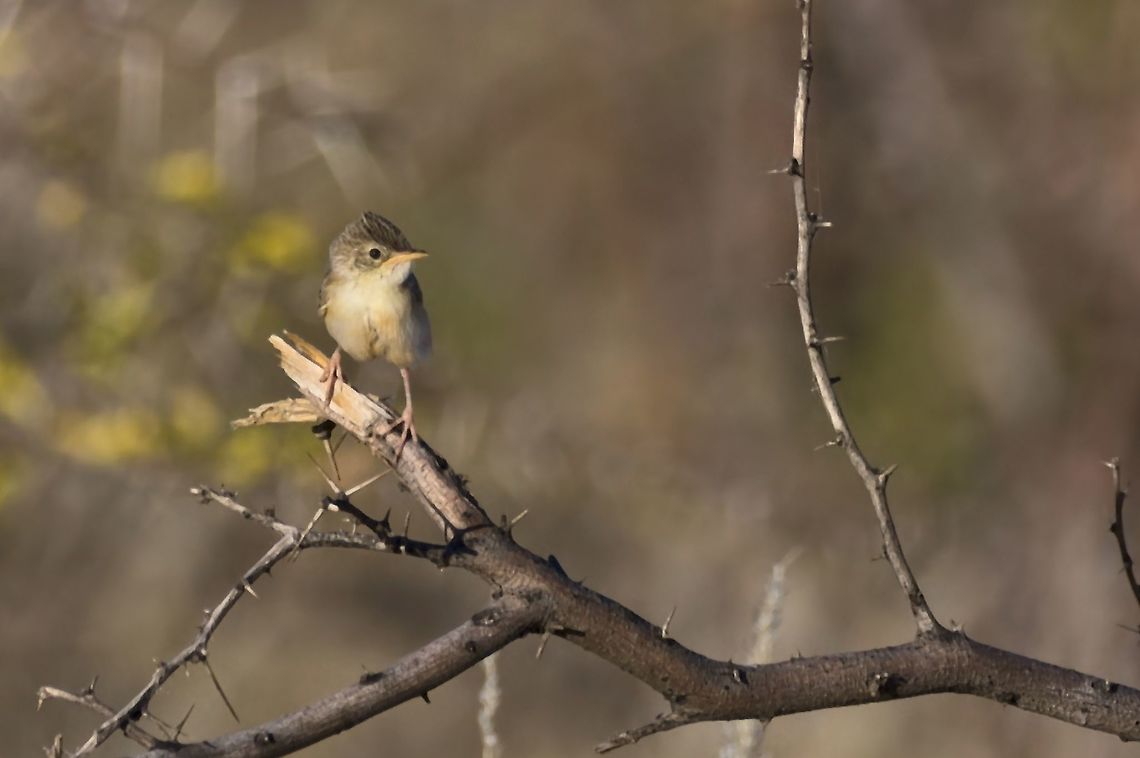 Desert Cisticola as all cisticolas tiny bird, around 10 cm Cisticola aridulus,Desert cisticola,Geotagged,Namibia,Summer