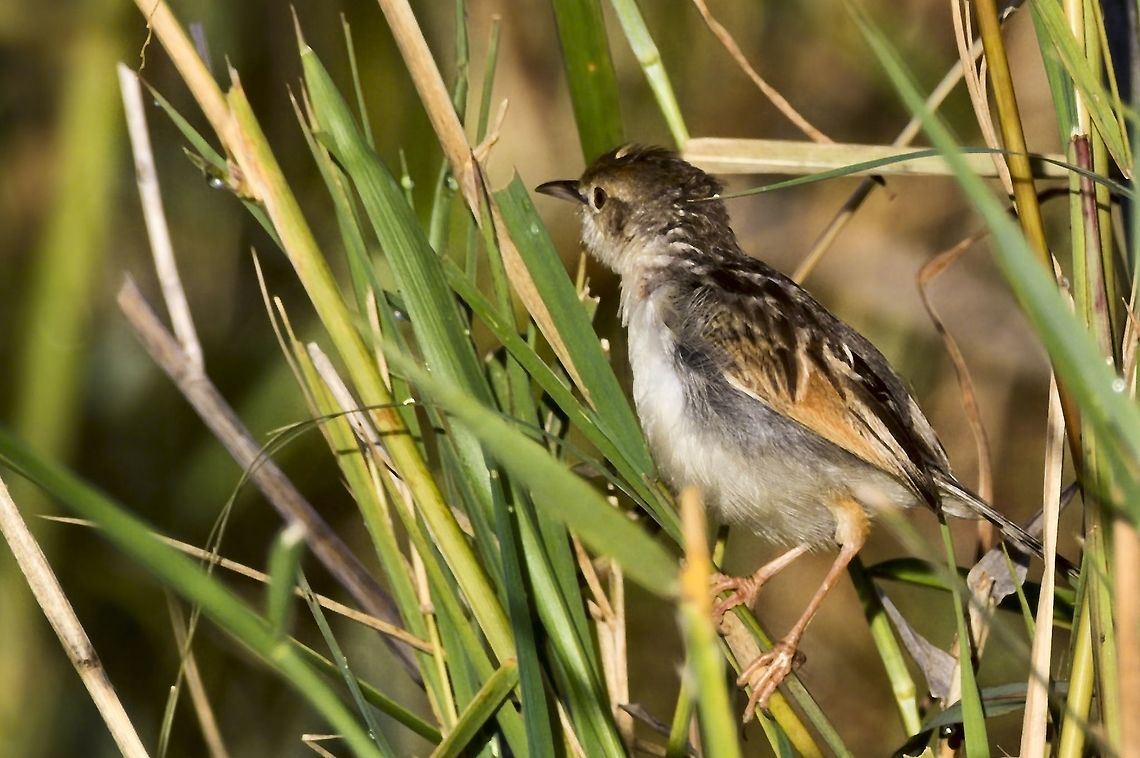Luapula Cisticola only few years ago split from Winding cisticola Cisticola luapula,Fall,Geotagged,Luapula cisticola,Namibia
