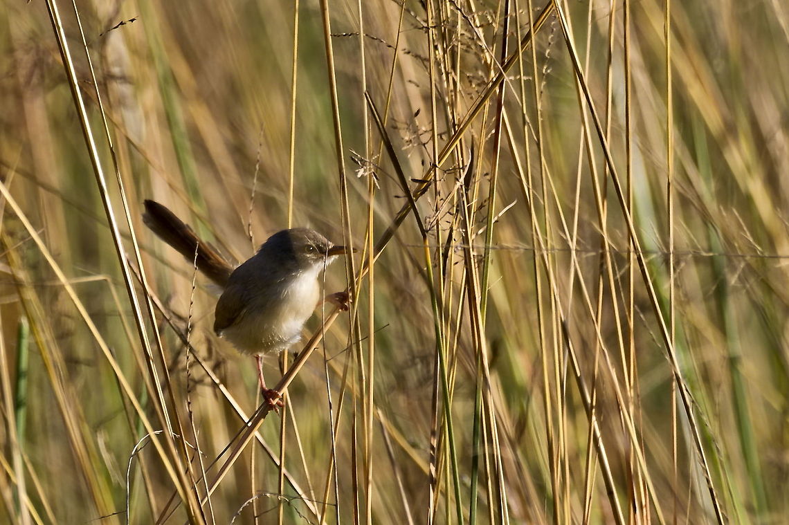 Tawny-flanked Prinia  Fall,Geotagged,Namibia,Prinia subflava,Tawny-flanked prinia