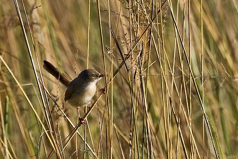 Tawny-flanked Prinia  Fall,Geotagged,Namibia,Prinia subflava,Tawny-flanked prinia