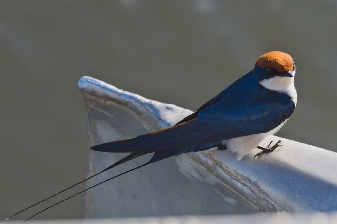 Wire-tailed Swallow riding on our boat Fall,Geotagged,Hirundo smithii,Namibia,Wire-tailed Swallow