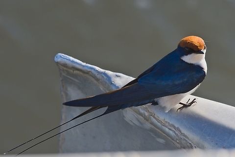 Wire-tailed Swallow riding on our boat Fall,Geotagged,Hirundo smithii,Namibia,Wire-tailed Swallow