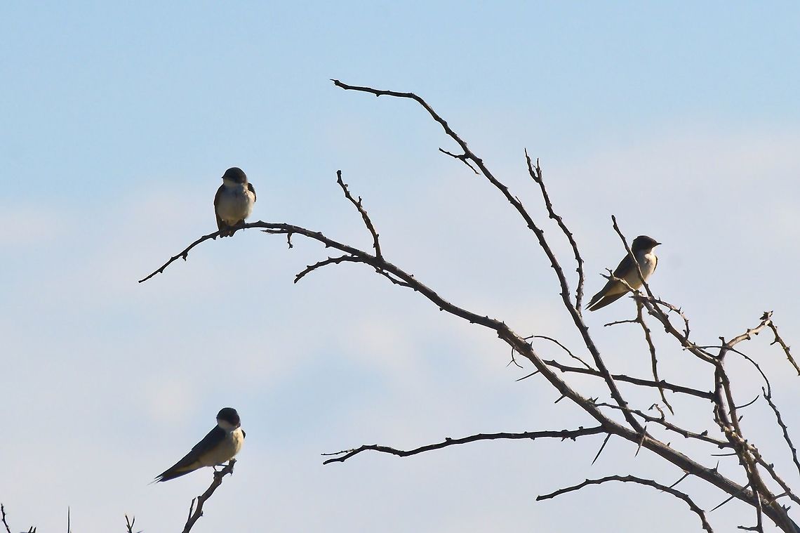 Pearl-breasted Swallow Swallows in a tree Geotagged,Hirundo dimidiata,Namibia,Summer,pearl-breasted swallow