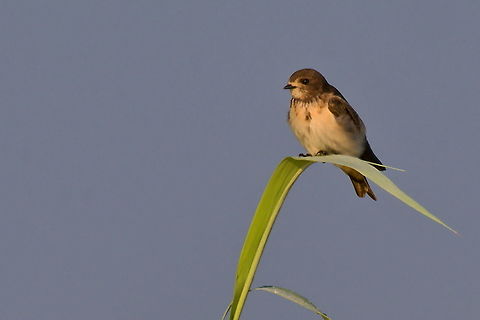 Banded martin