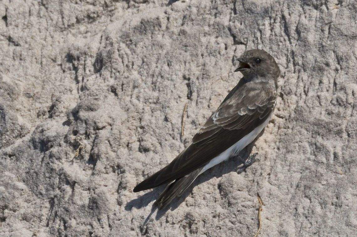 Brown-throated Martin also named Plain Martin Brown-throated martin,Fall,Geotagged,Namibia,Riparia paludicola