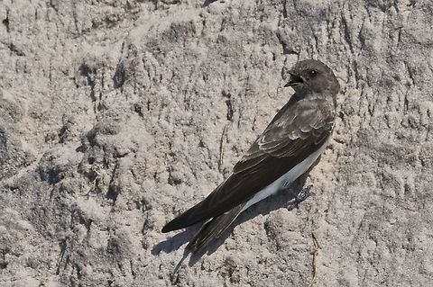 Brown-throated martin