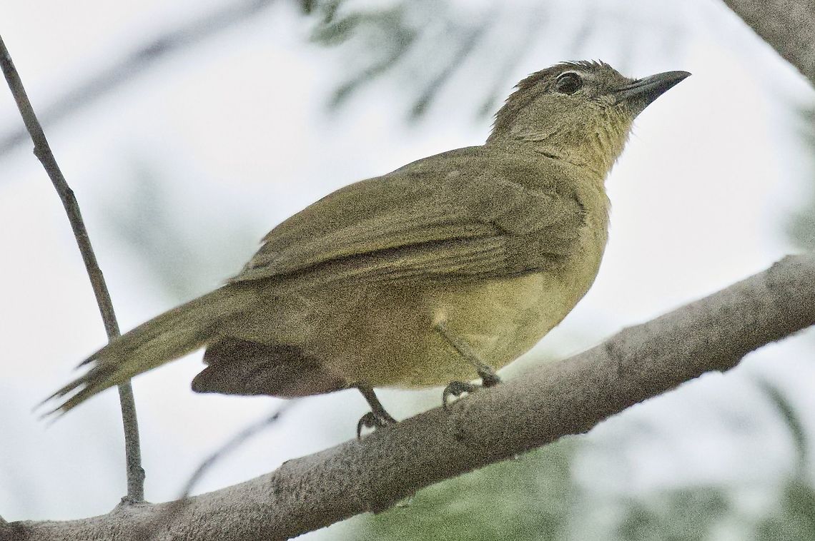 Yellow-bellied Greenbul very early in the morning: no light but the bird! Chlorocichla flaviventris,Fall,Geotagged,Namibia,yellow-bellied greenbul