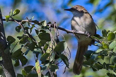 Terrestrial Brownbul  Fall,Geotagged,Namibia,Phyllastrephus terrestris,terrestrial brownbul