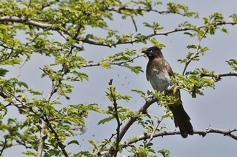 Dark-capped Bulbul another split, this time from Common Bulbul (Pycnonotus barbatus) Dark-capped bulbul,Fall,Geotagged,Namibia,Pycnonotus tricolor