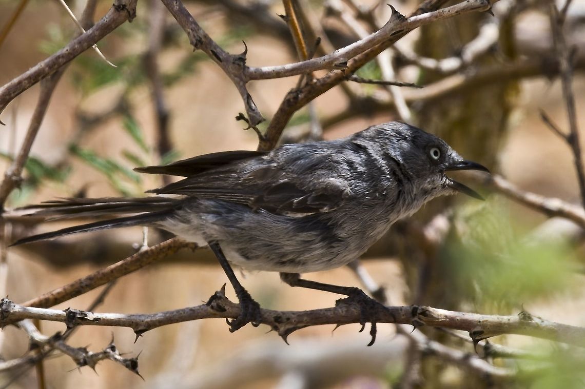 Layard's Warbler  Curruca layardi,Fall,Geotagged,Namibia,layard's warbler