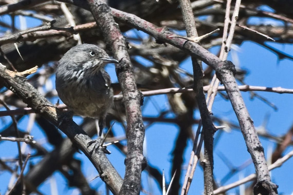 Chestnut-vented Warbler  Chestnut-vented warbler,Curruca subcoerulea,Geotagged,Namibia,Summer