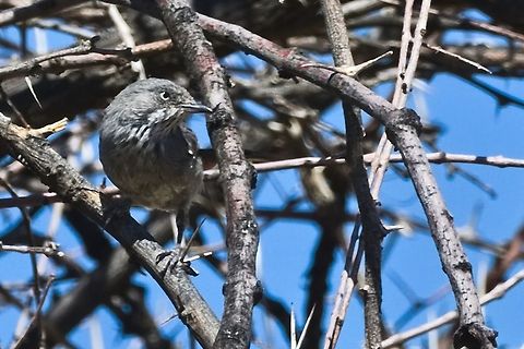 Chestnut-vented Warbler  Chestnut-vented warbler,Curruca subcoerulea,Geotagged,Namibia,Summer
