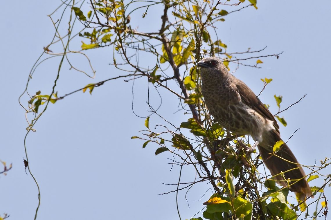 Hartlaub's Babbler  Fall,Geotagged,Namibia,Turdoides hartlaubii,hartlaub's babbler