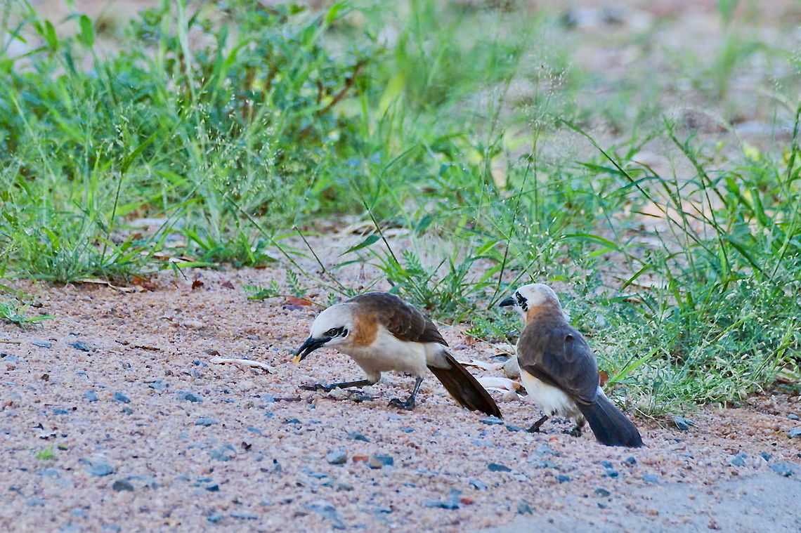 Bare-cheeked Babbler, couple near endemic Fall,Geotagged,Namibia,Turdoides gymnogenys,bare-cheeked babbler,near endemic
