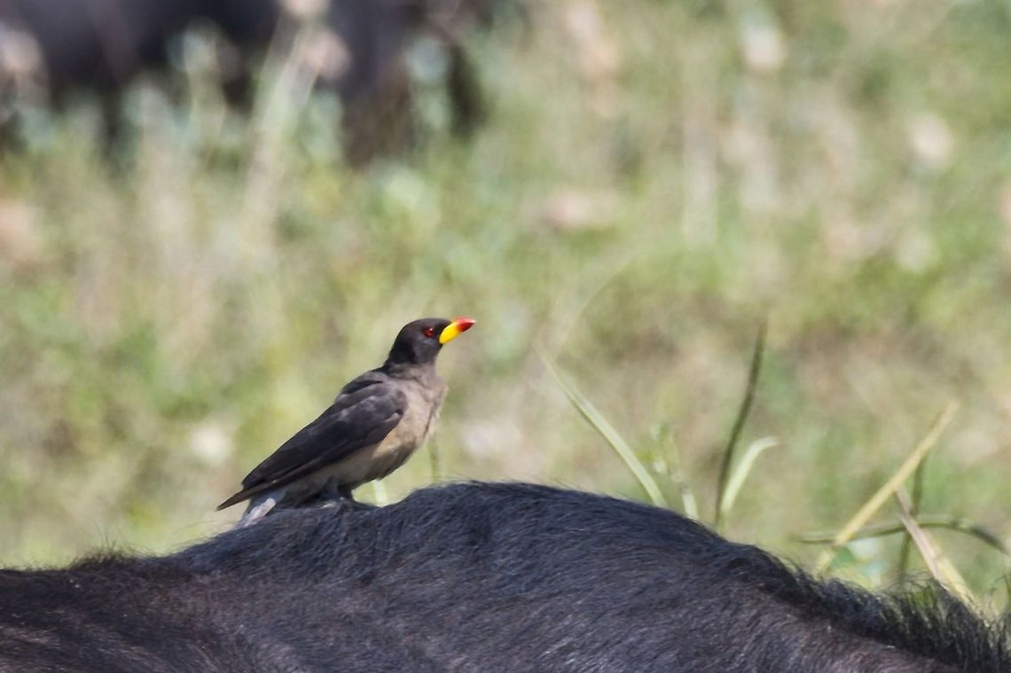 Yellow-billed Oxpecker  Botswana,Buphagus africanus,Fall,Geotagged,Yellow-billed oxpecker