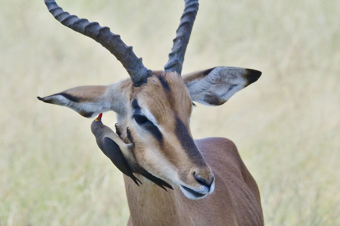Red-billed Oxpecker whispering in the ear of a male Black-faced Impala Black-faced Impala,Buphagus erythrorhynchus,Fall,Geotagged,Namibia,Red-billed oxpecker