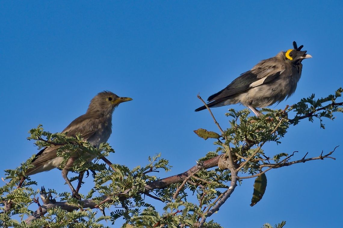 Wattled Starling, couple  Creatophora cinerea,Geotagged,Namibia,Summer,Wattled Starling