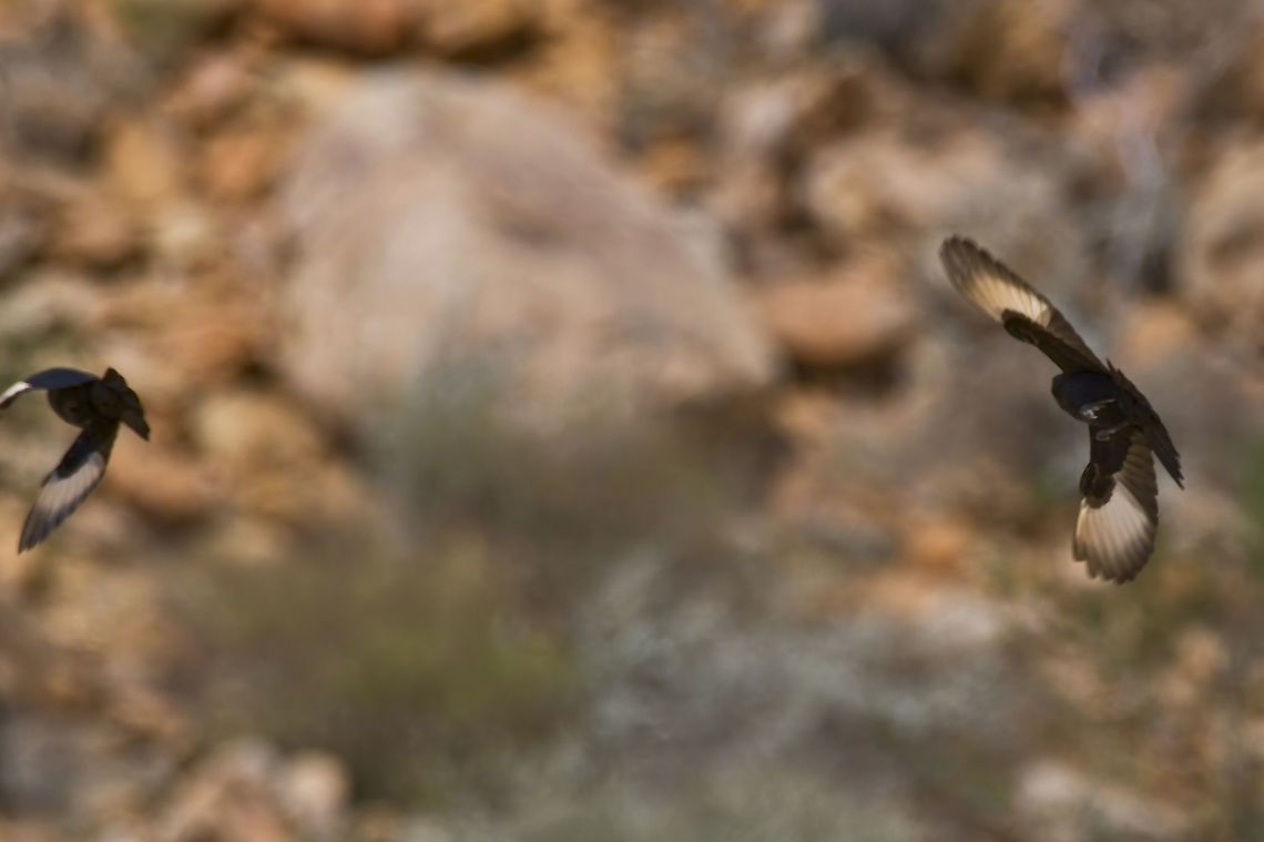 Pale-winged Starling couple flying; the pale wings are best seen in flight Fall,Geotagged,Namibia,Onychognathus nabouroup,Pale-winged starling