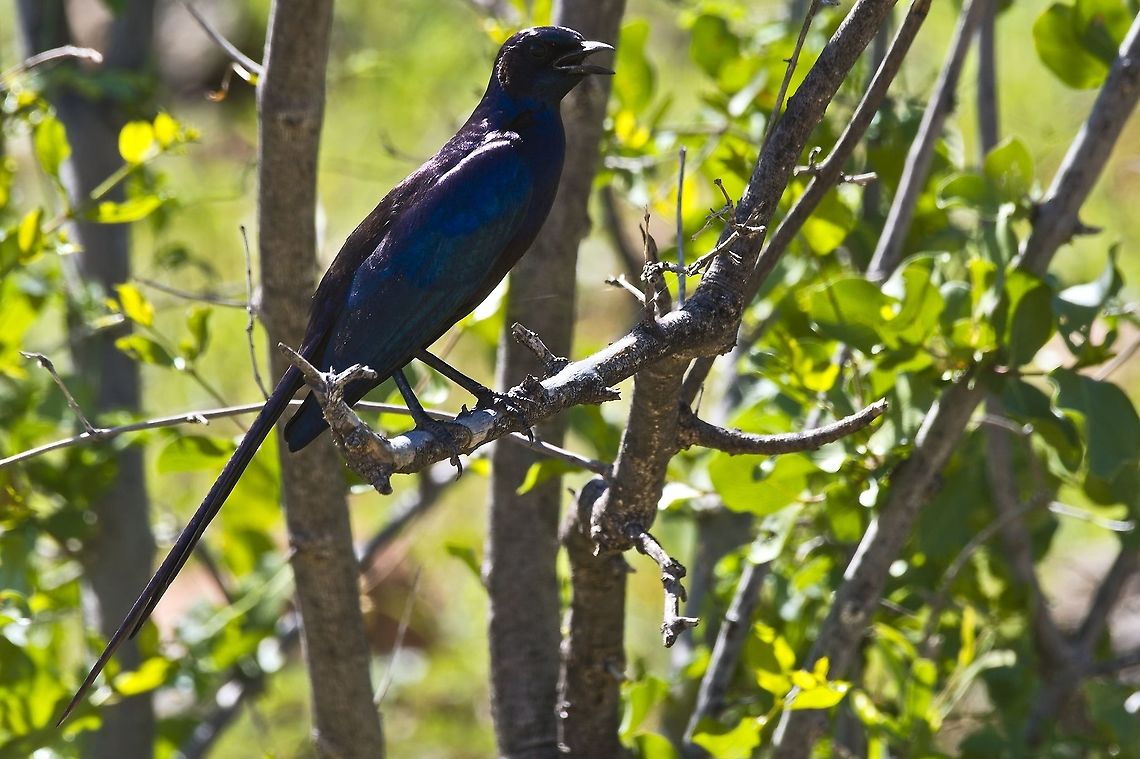 Meves's Long-tailed Starling  Fall,Geotagged,Lamprotornis mevesii,Mevess starling,Namibia