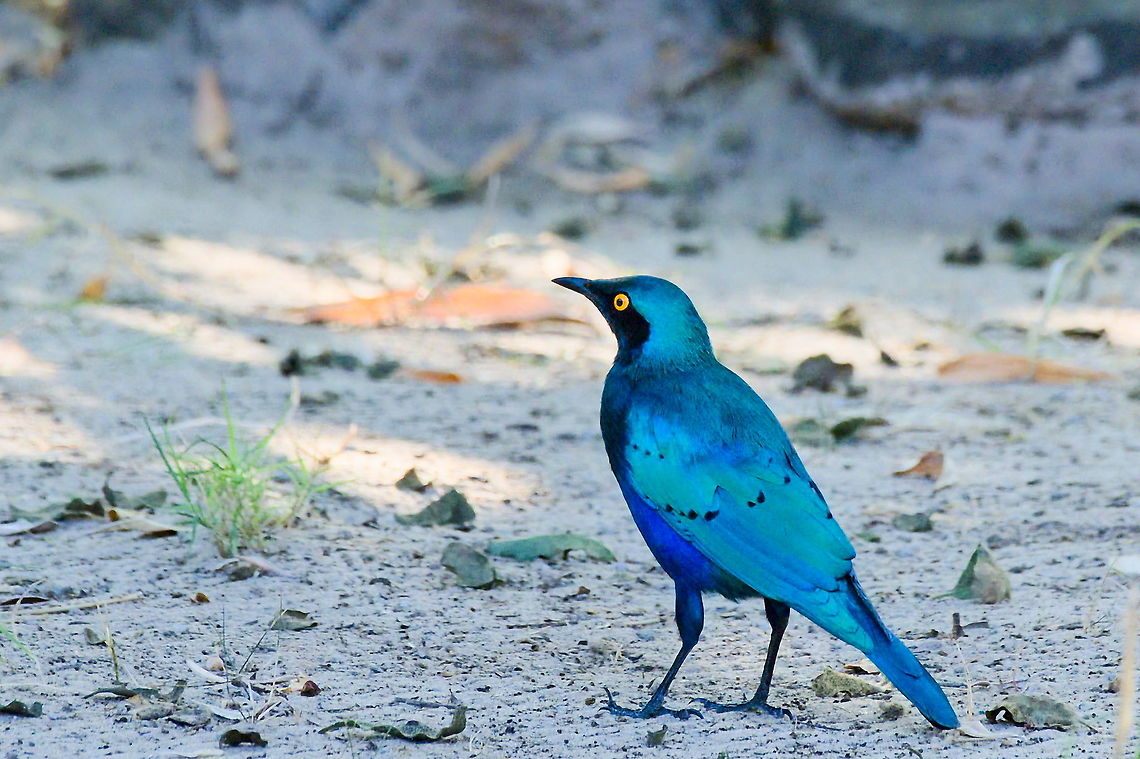 Greater Blue-eared Starling  Fall,Geotagged,Greater blue-eared starling,Lamprotornis chalybaeus,Namibia