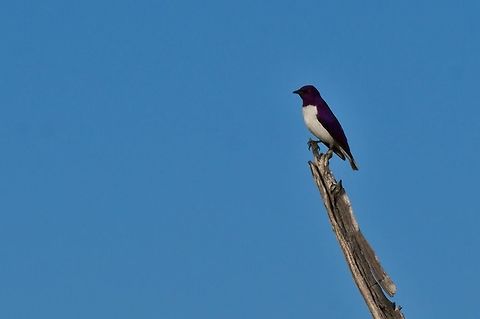 Amethyst Starling male Cinnyricinclus leucogaster,Fall,Geotagged,Namibia,Violet-backed starling