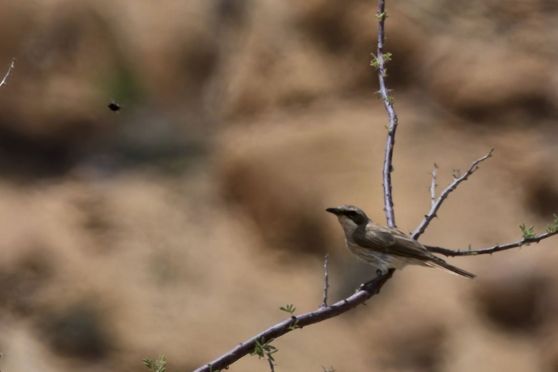 Herero Chat near endemic to Namibia Fall,Geotagged,Herero chat,Namibia,Namibornis herero,near endemic