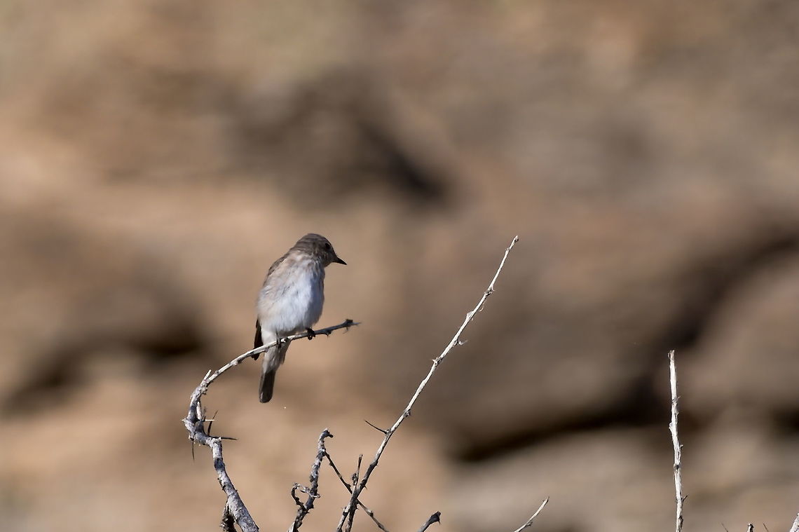 Spotted Flycatcher  Geotagged,Muscicapa striata,Namibia,Spotted Flycatcher,Summer