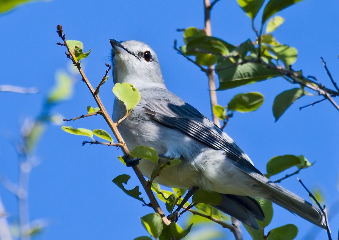 Ashy Flycatcher  Ashy flycatcher,Fall,Geotagged,Muscicapa caerulescens,Namibia