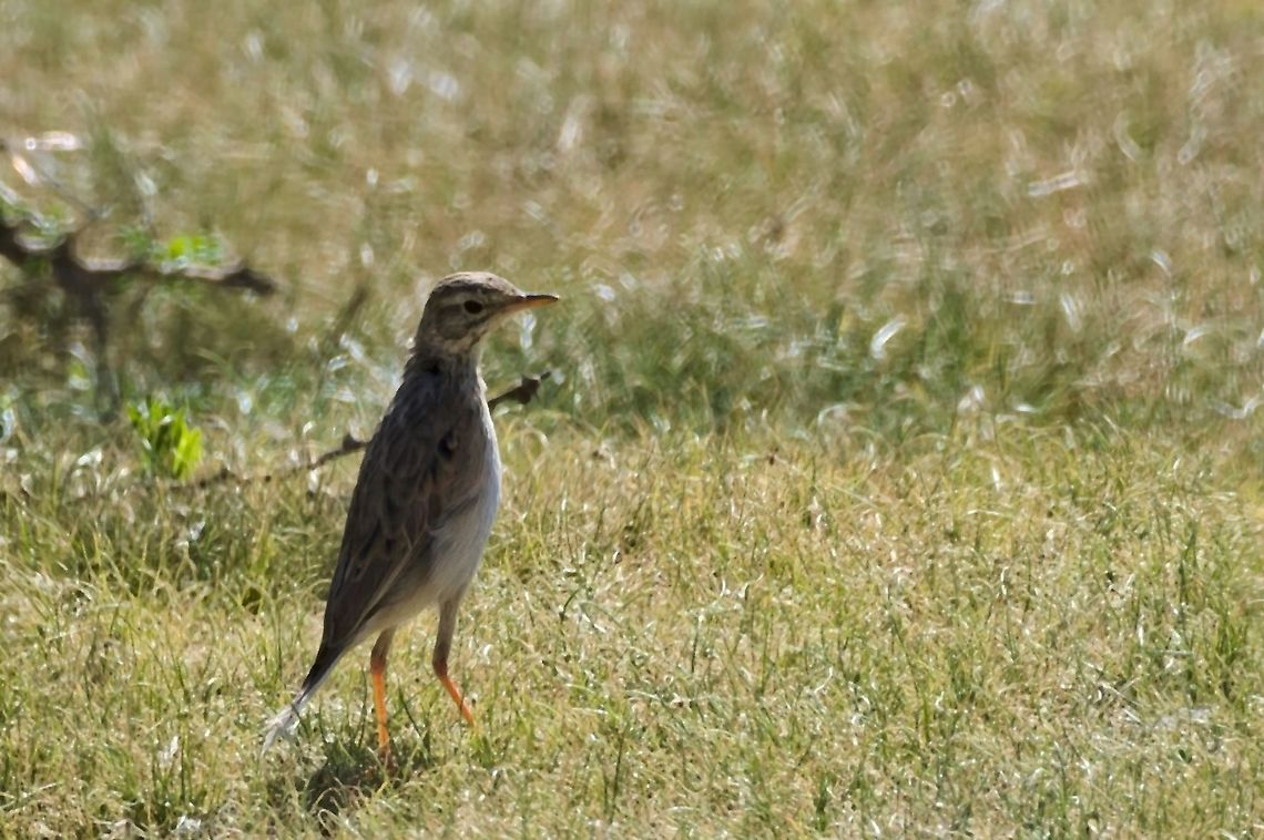 African Pipi not Chat flycatcher but African Pipit ssp. bocagii African pipit,Anthus cinnamomeus,Chat flycatcher,Geotagged,Melaenornis infuscatus,Namibia,Summer