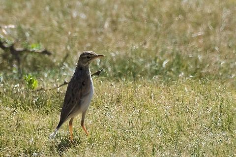 African Pipi not Chat flycatcher but African Pipit ssp. bocagii African pipit,Anthus cinnamomeus,Chat flycatcher,Geotagged,Melaenornis infuscatus,Namibia,Summer