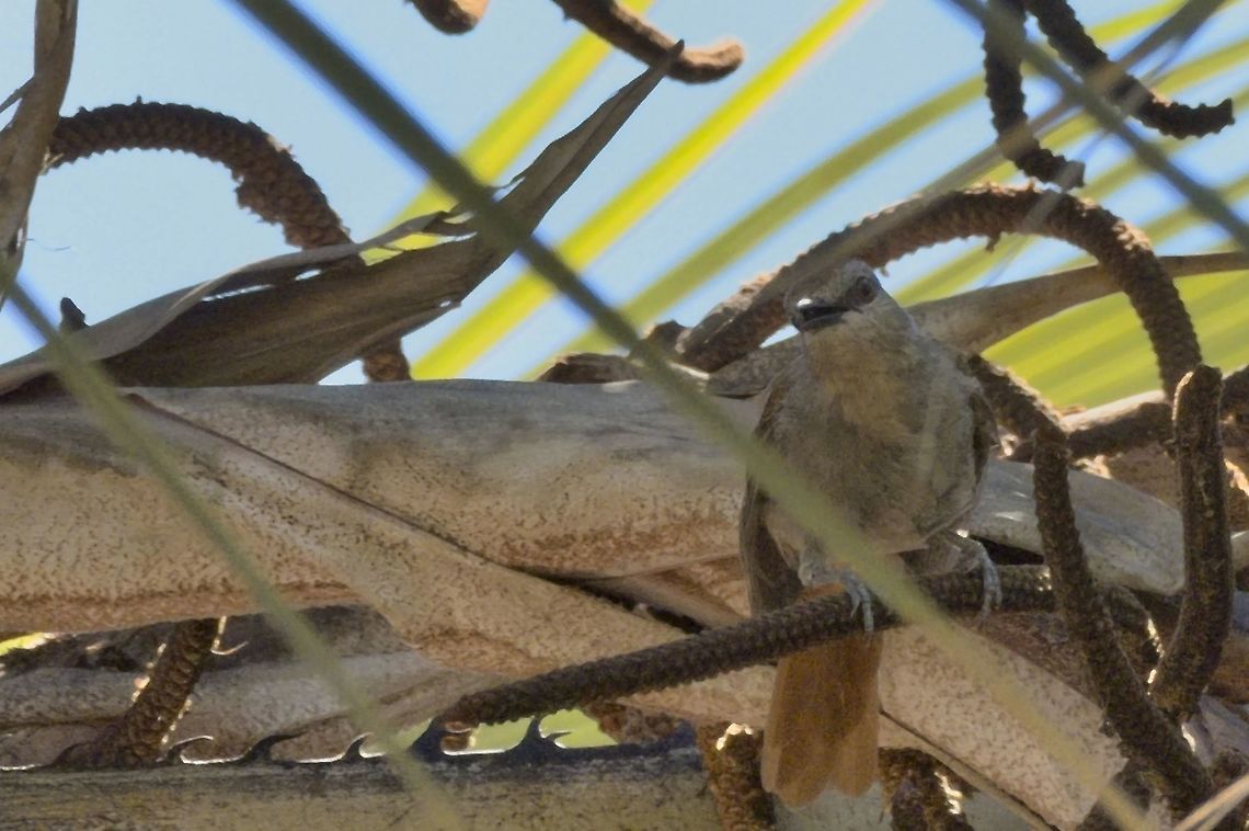 Rufous-tailed Palm Thrush in a palm tree Cichladusa ruficauda,Fall,Geotagged,Namibia,Rufous-tailed palm thrush