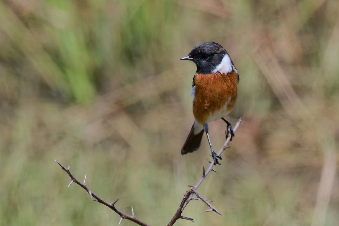 African Stonechat  African Stonechat,Fall,Geotagged,Namibia,Saxicola torquatus