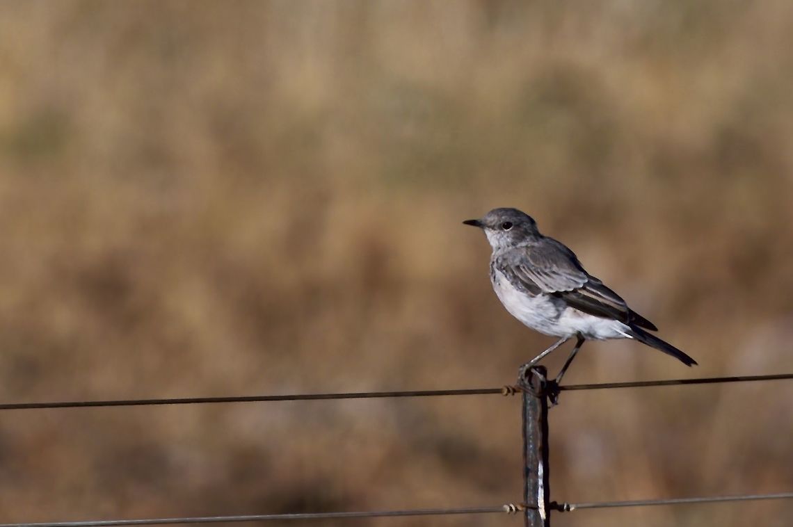 Karoo Chat  Emarginata schlegelii,Geotagged,Karoo chat,Namibia,Summer