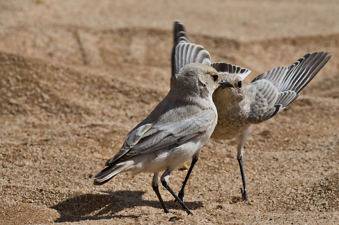 Tractrac Chat feeding its chick in the Namib desert Emarginata tractrac,Fall,Geotagged,Namibia,Tractrac chat