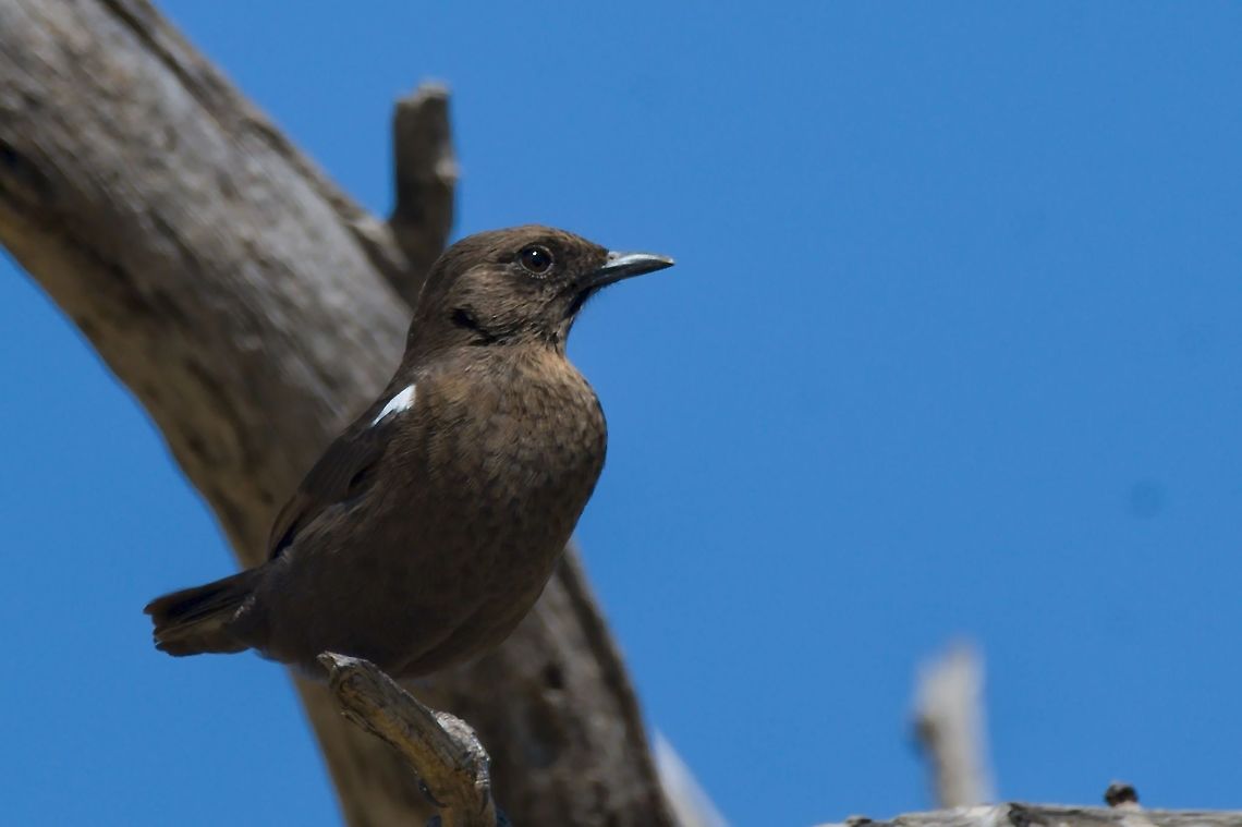 Southern Anteater Chat  Ant-eating chat,Fall,Geotagged,Myrmecocichla formicivora,Namibia