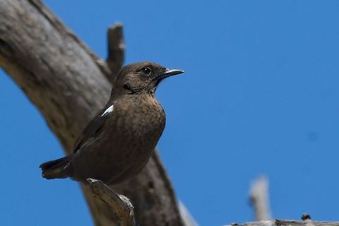 Southern Anteater Chat  Ant-eating chat,Fall,Geotagged,Myrmecocichla formicivora,Namibia