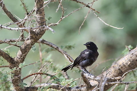 Mountain Wheatear  Geotagged,Mountain wheatear,Myrmecocichla monticola,Namibia,Summer