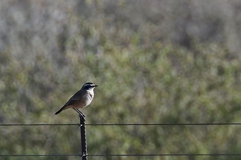 Capped wheatear