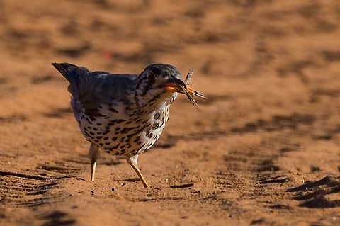 Groundscraper Thrush with prey another one with another prey. (Last of Namib series) Geotagged,Groundscraper Thrush,Namibia,Psophocichla litsitsirupa,Summer