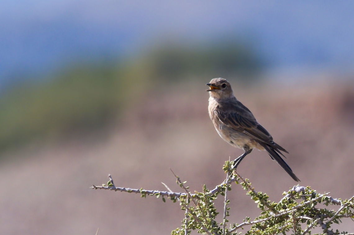 Chat Flycatcher new try ;) Chat flycatcher,Fall,Geotagged,Melaenornis infuscatus,Namibia