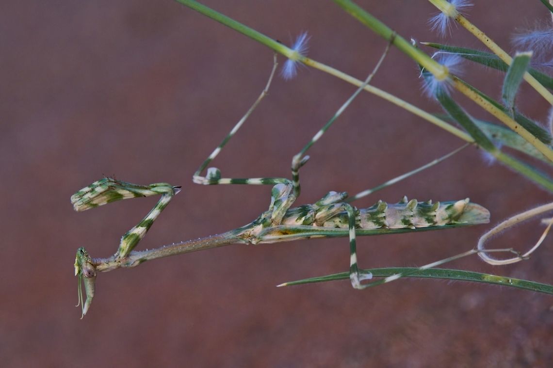 Mantis unknown found in the namib desert in the dunes, looks like Flower Mantis (Harpagomantis tricolor)?<br />
 Empusa guttula,Geotagged,Namibia,Summer