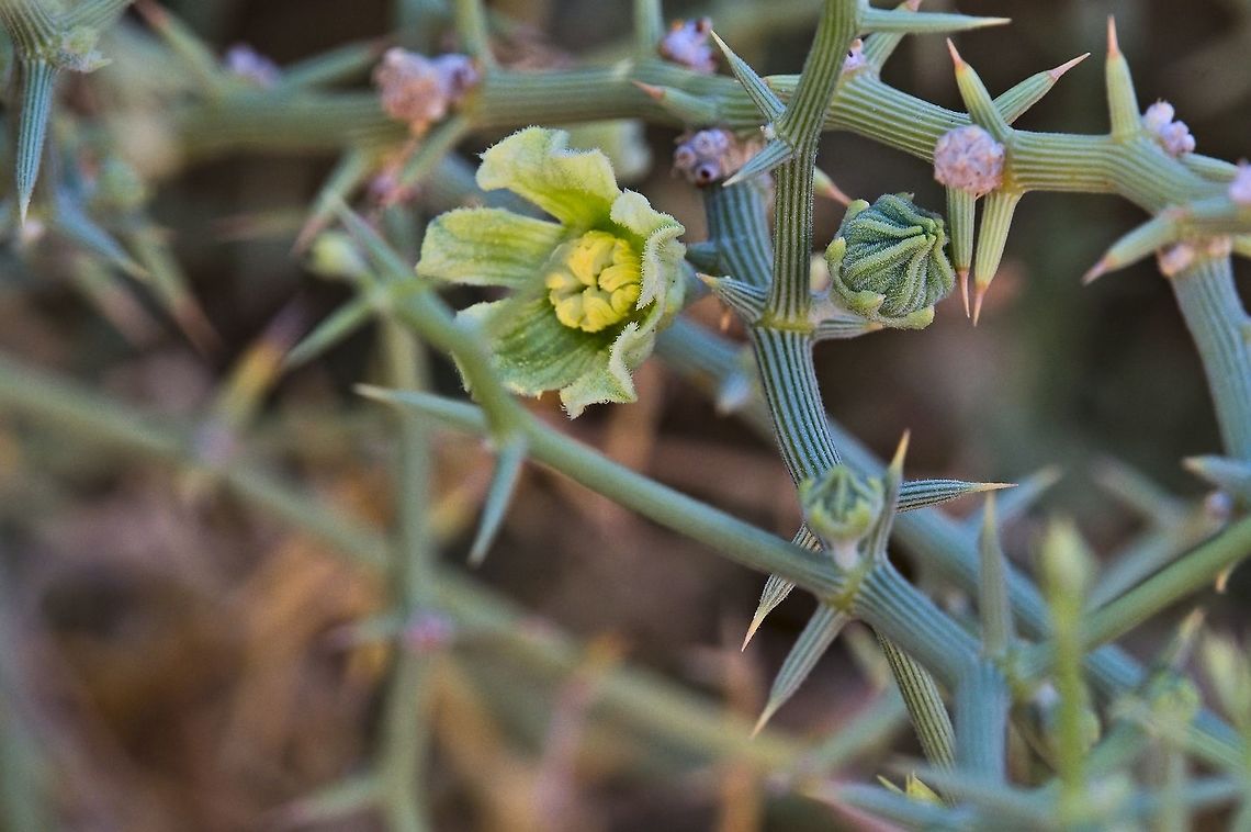 Nara plant Acanthosicyos horridus in the Namib desert Acanthosicyos horridus,Geotagged,Namibia,Summer