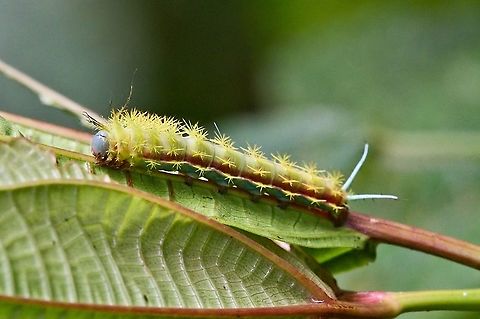 Larvae saturniidae presumed unknown Colombia,Geotagged,Periphoba arcaei,Winter