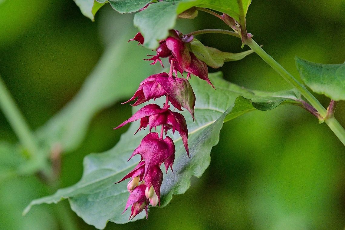 Leycesteria formosa seen at Ettenb&uuml;hl <a href="https://landhaus-ettenbuehl.de/" rel="nofollow">https://landhaus-ettenbuehl.de/</a> Geotagged,Germany,Himalayan Honeysuckle,Leycesteria formosa,Summer