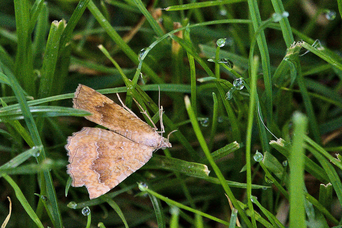 Camptogramma bilineata moth seen in the morning Camptogramma bilineata,Geotagged,Germany,Summer,Yellow Shell