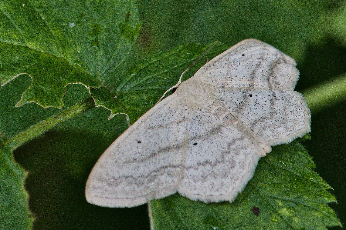 Scopula immutata  Geotagged,Germany,Lesser cream wave,Scopula immutata,Summer